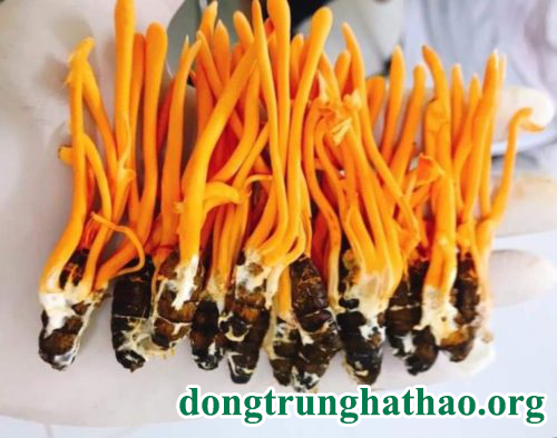 Đông trùng hạ thảo – Nấm quý hỗ trợ người bệnh ung thư.